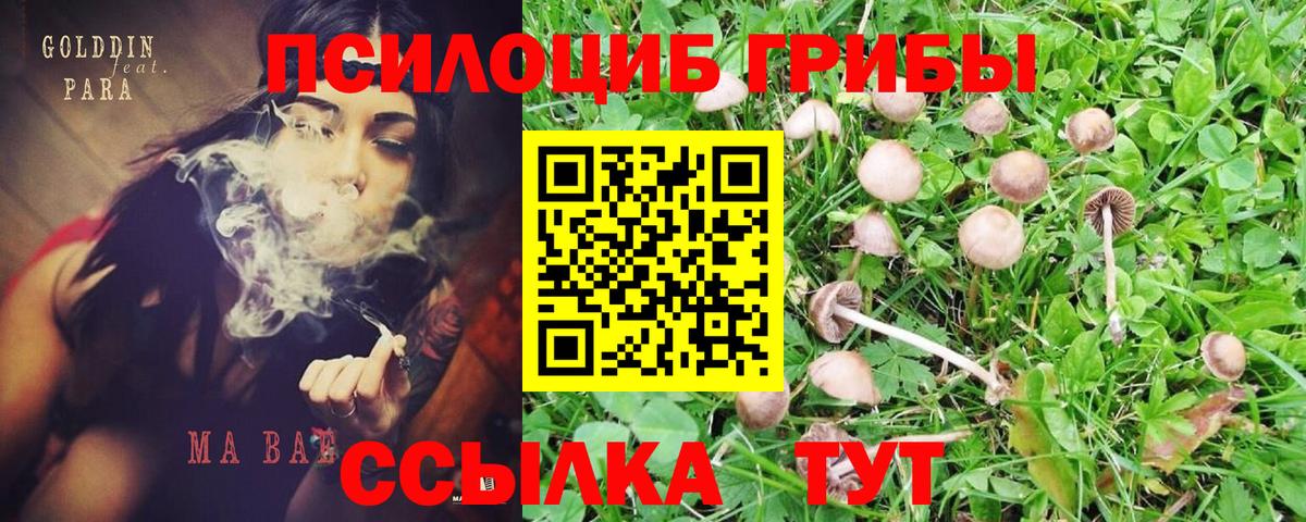 Йошкар-Ола  Галлюциногенные грибы Psilocybe  Вход с VPN 